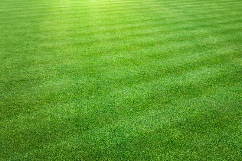 Lawn Before Cutting