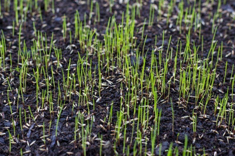 Spring Grass Growth