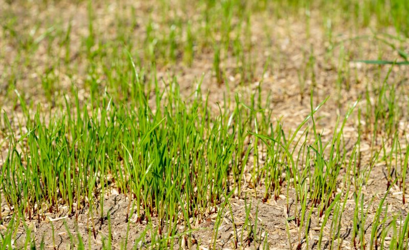 Lawn Seeding in Honolulu, HI