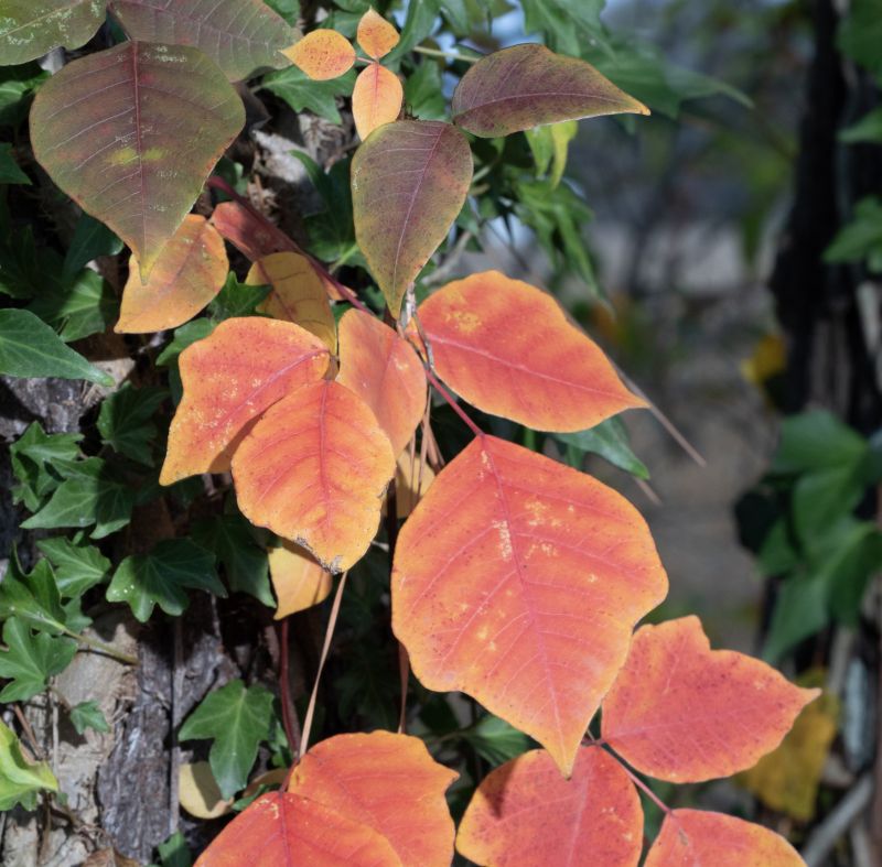 Poison Ivy Removal in Philadelphia, PA