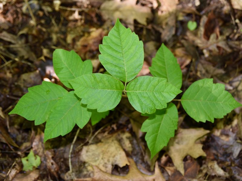Poison Ivy Removal in Lancaster, PA