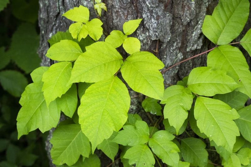 Poison Ivy Removal in Wilmington, DE