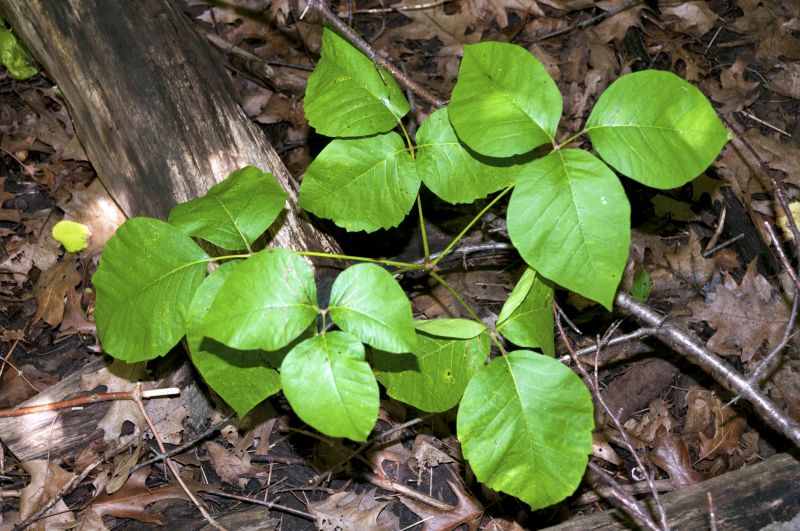 Poison Oak Removal in Doylestown, PA