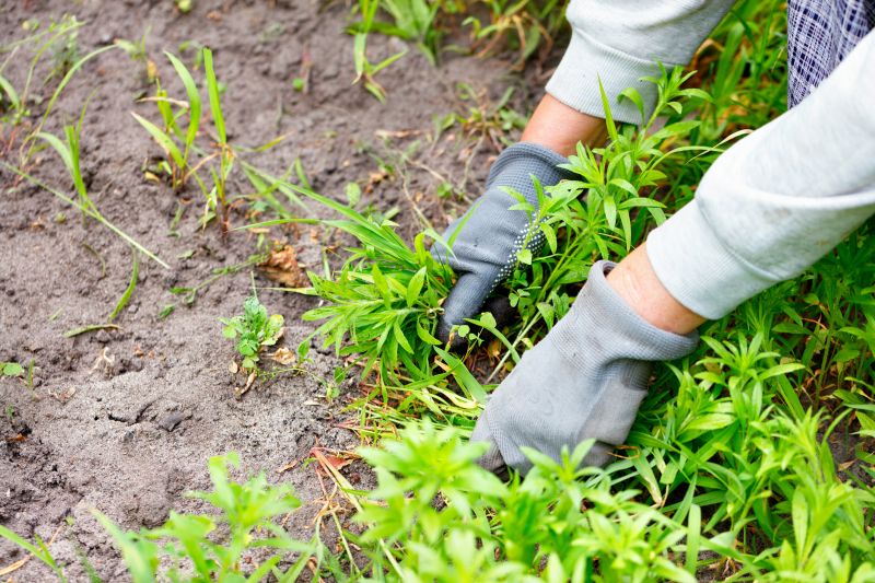 Poison Oak Removal in Pottstown, PA