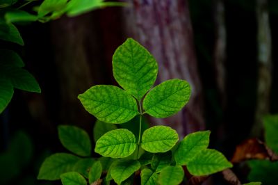 Poison Oak Removal in Harford County, MD