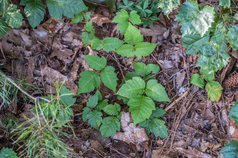 Poison Ivy Removal in Ventura County, CA