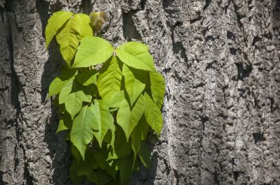 Poison Ivy Removal in Allentown, PA