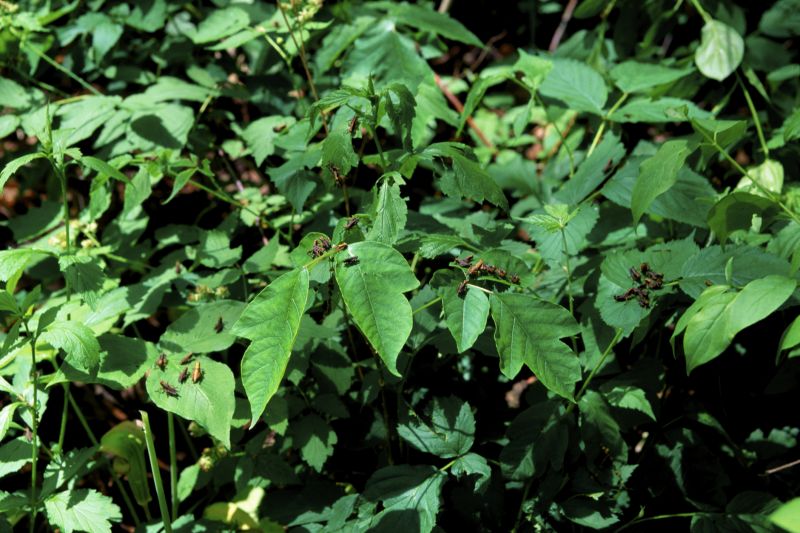 Poison Oak Removal in Pottstown, PA